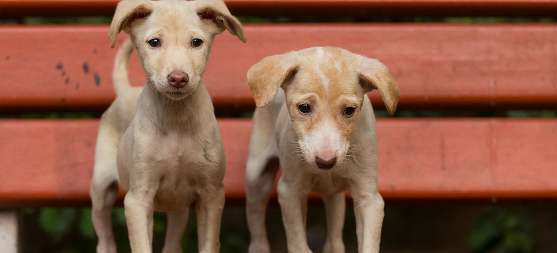 Friendicoes-Adoptions-2015-2