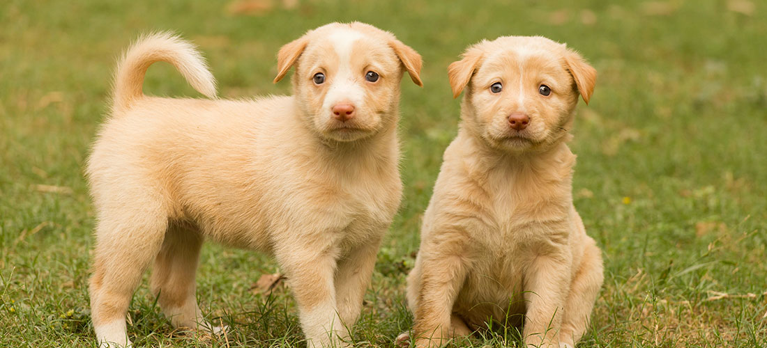 Friendicoes-Adoptions-2015-inner-1