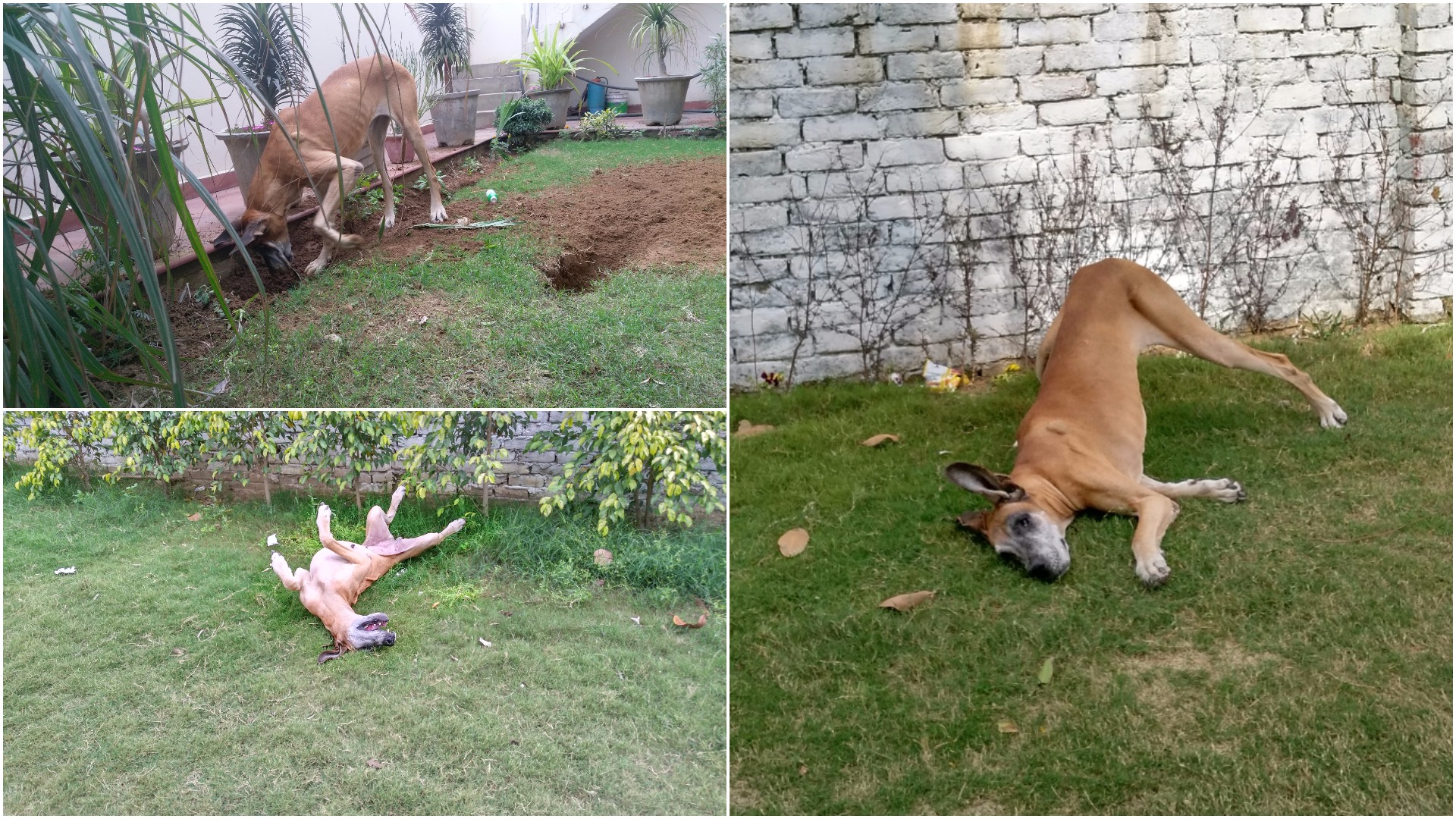 Heidi discovering the joys of country living in ludhiana