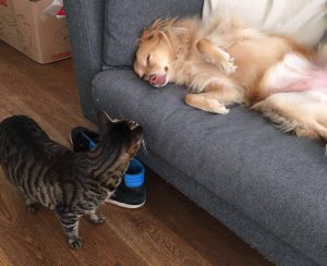 catdog2