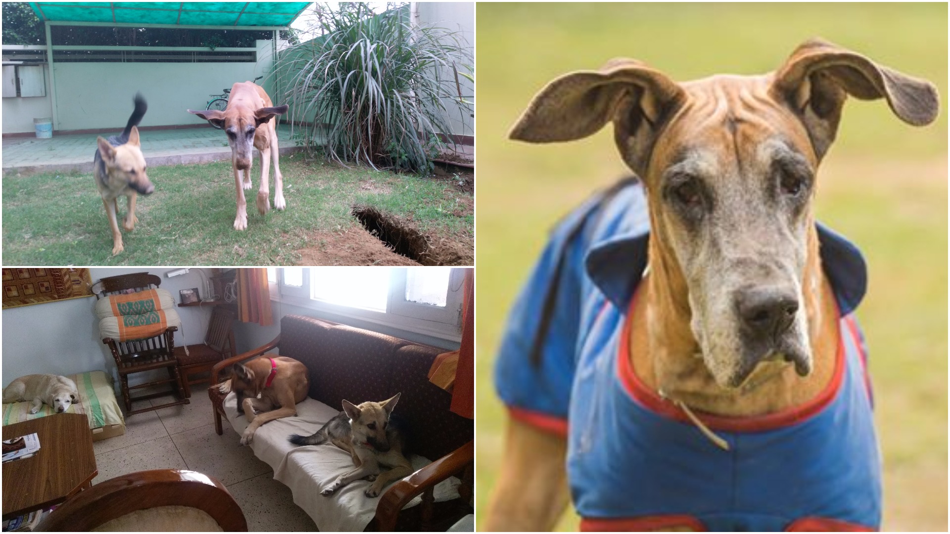 clockwise from right: Heidi at the shelter; Heidi and her housemates did not get along initially; Heidi and bano, sworn enemies, bond against a common enemy; grass.
