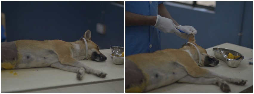 tagging and marking of dogs.