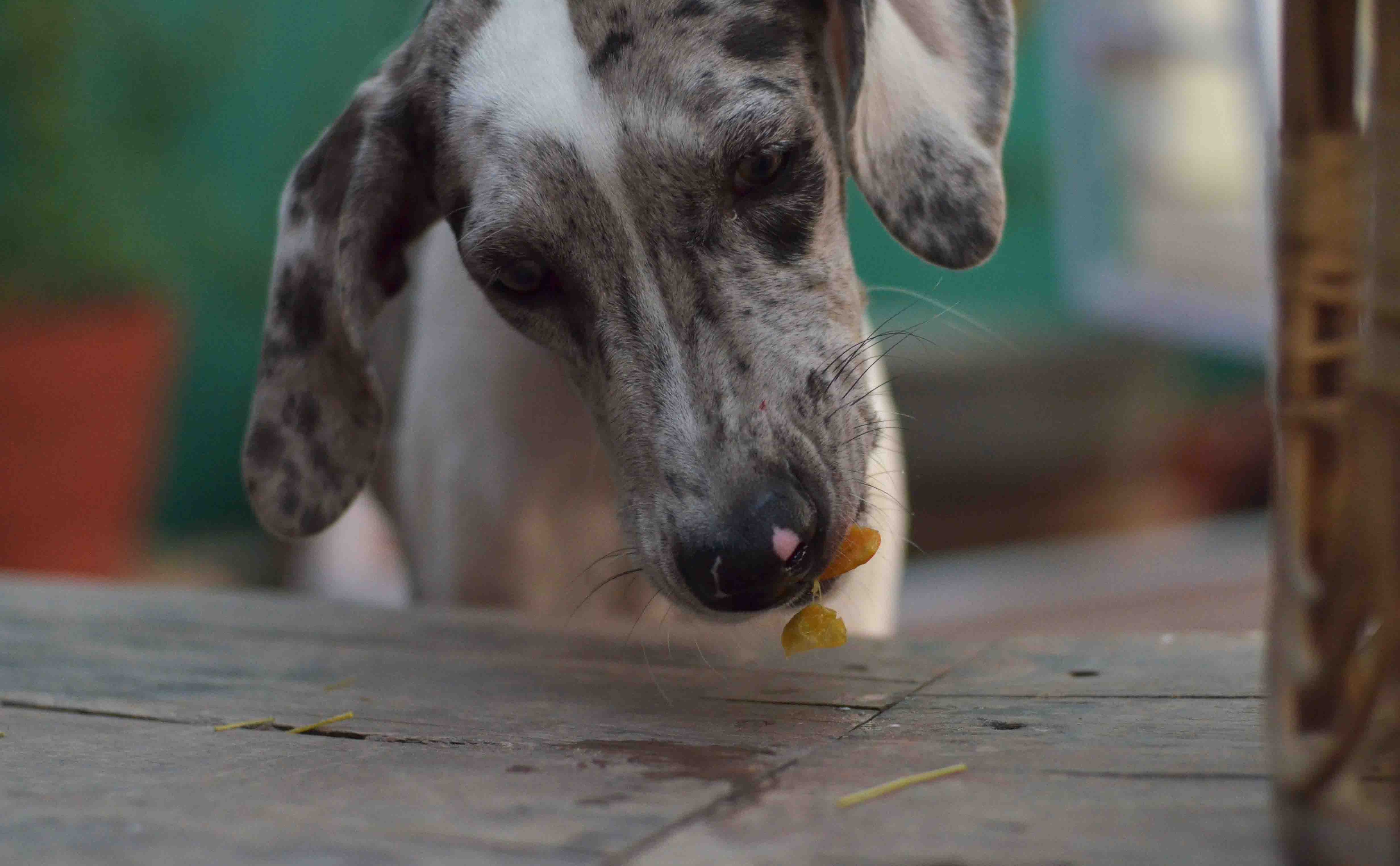 zoya7