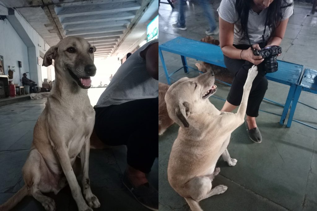 Garibu at Friendicoes shelter